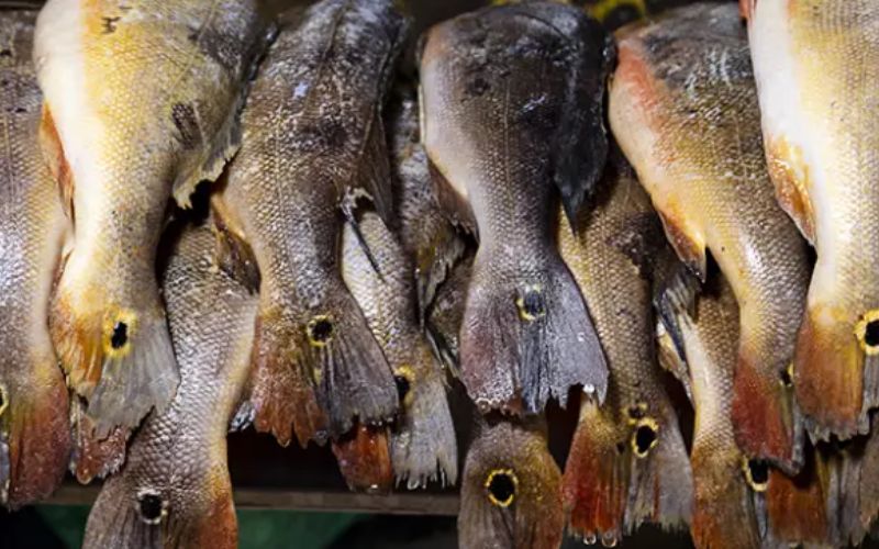 Estudo alerta para avanço de bactéria em criações de peixes